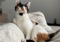 calico cat sitting on stripy beige bedding