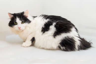 Image of a pregnant black and white cat named Doris - please credit Sue Dobbs