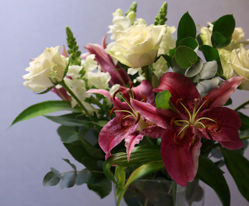 Plants That Are Toxic For Pets J M Aquatics And Pet Center Plants That Are Toxic For Pets J M
