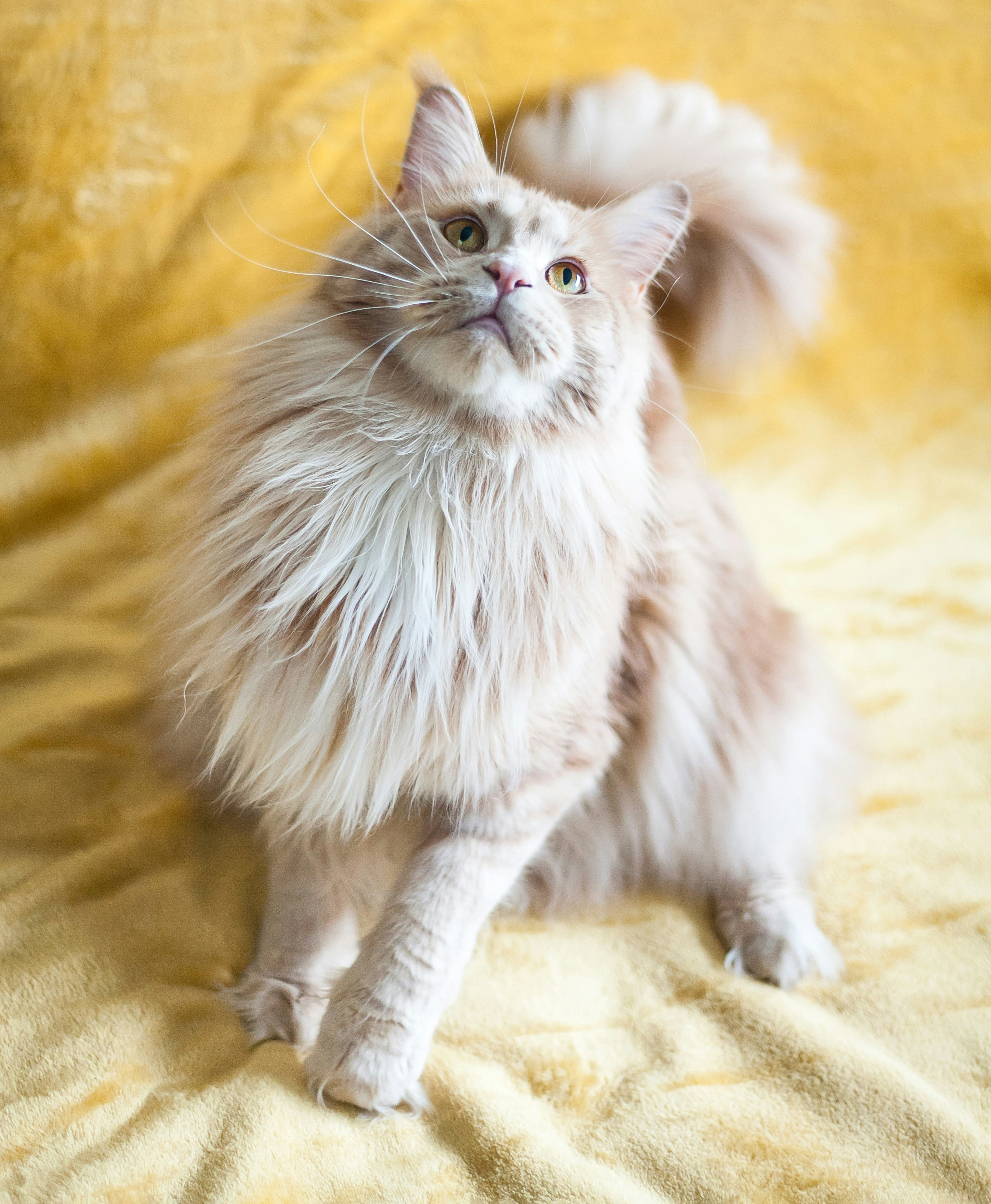 How to Groom a Long-Haired Cat at Home: Easy Tips for Perfect Fur
