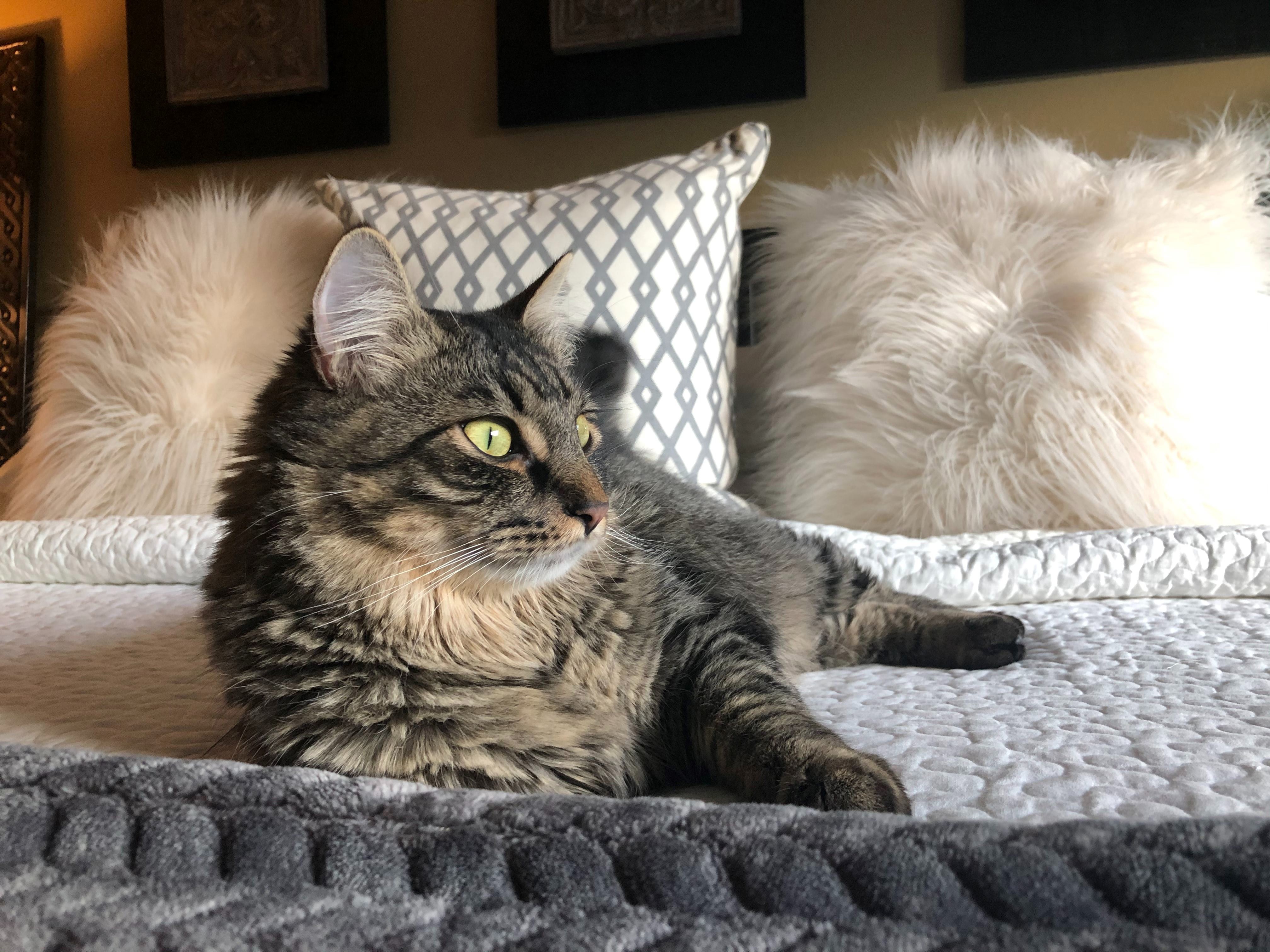 Preparing Your Home For a Cat Cats Protection