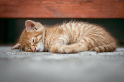 Bringing A New Kitten Home Help And Advice Cats Protection