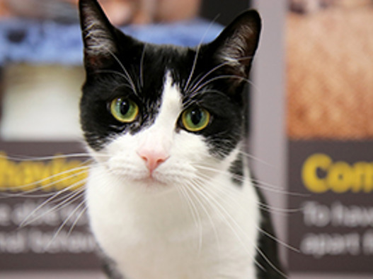 The Headcorn Cattery Rspca Maidstone Tunbridge Wells Branch Home Facebook