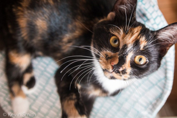 9 tips for better cat photos from a Cats Protection volunteer