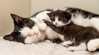 black and white cat and kitten