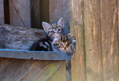 two tabby kittens sitting on fence