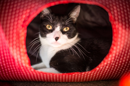black and white cat in red bed