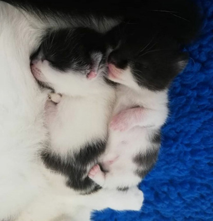 two newborn kittens snuggled up sleeping
