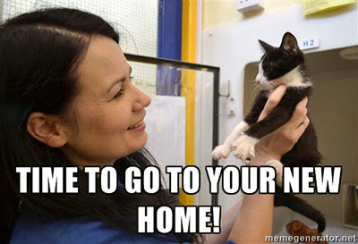 black and white kitten held by volunteer in adoption centre