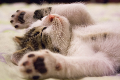 tabby and white kitten asleep on back with paws up