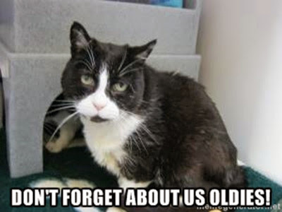 Elderly black and white cat in adoption centre pen meme