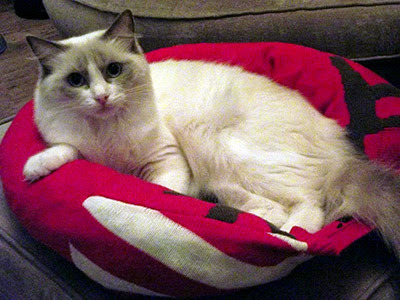 white cat lying in homemade cat bed