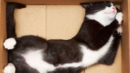black and white cat stretched out inside cardboard box