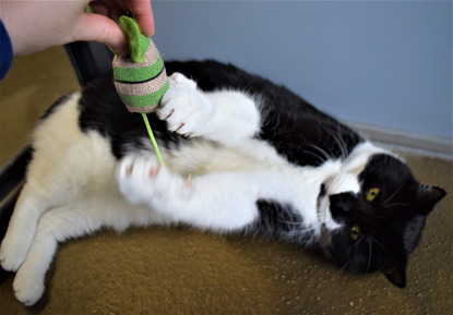 black-and-white cat playing with catnip mouse toy