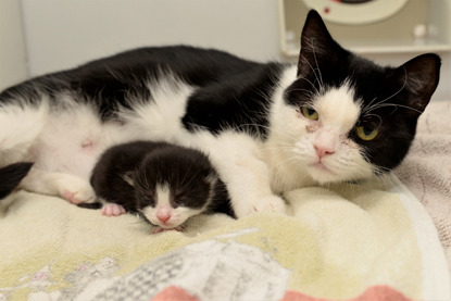 black and white mum cat with kitten