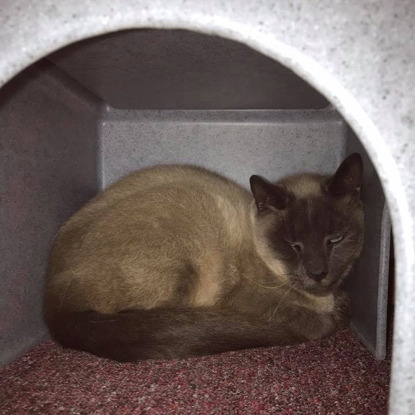 brown cat sitting at the back of a cat hide