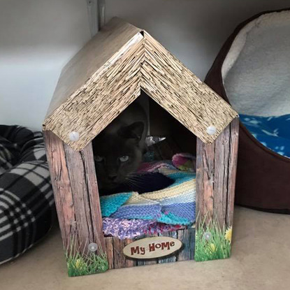shy brown cat hiding inside cardboard house