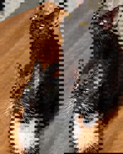 two black cats sitting on hardwood floor