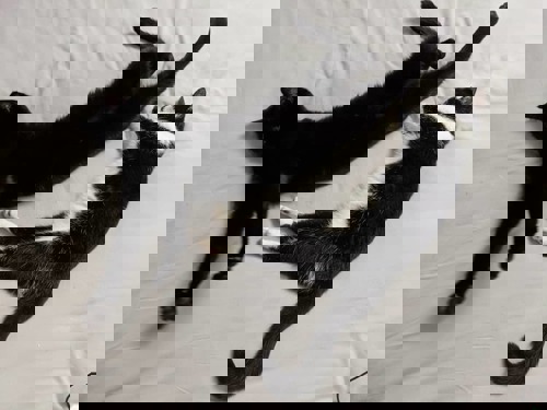 two black cats stretched out on bed