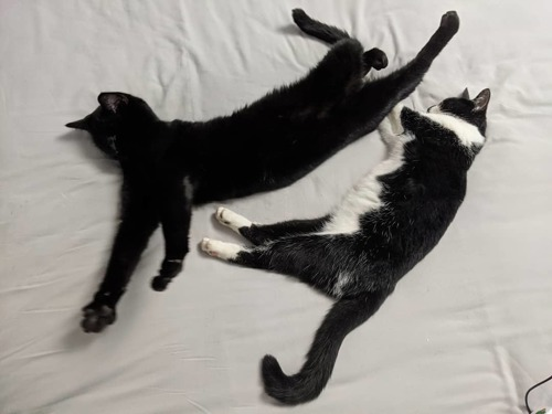 two black cats stretched out on bed