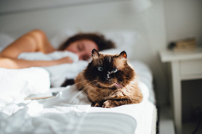 brown longhaired cat lying in bed with woman in background