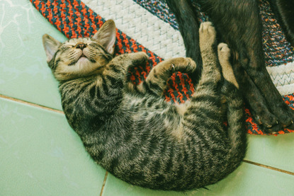 tabby cat asleep on floor tiles