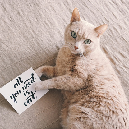ginger cat with 'all you need is cat' sign