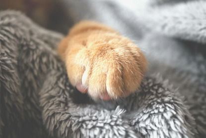 ginger cat paw on blanket