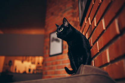black cat sitting on back of sofa in front of red brick wall