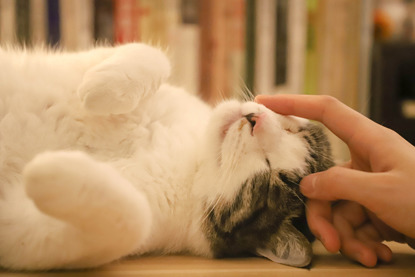 hand stroking the cheek of a tabby and white cat