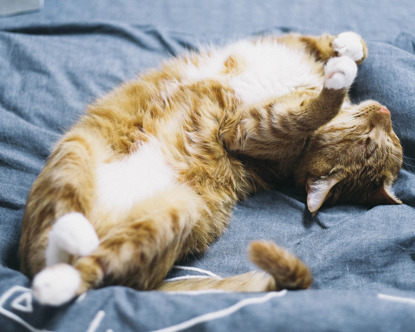 ginger and white cat lying on bed showing tummy