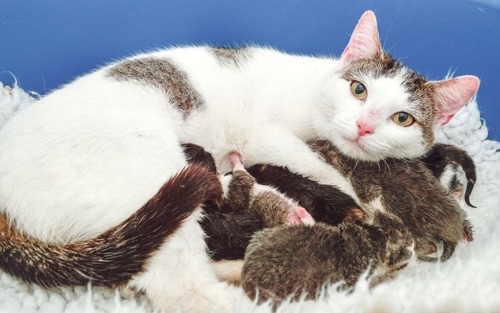 white and tabby mum cat with litter of kittens