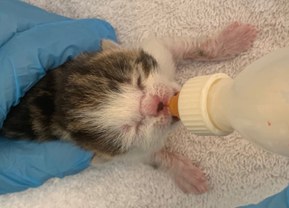 tabby and white newborn kitten being fed from a bottle
