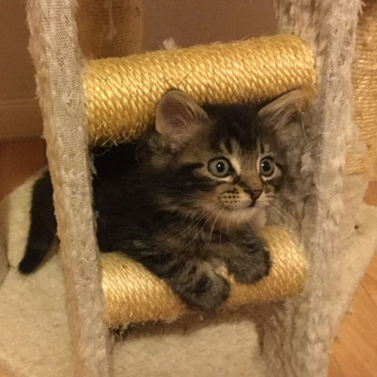 tabby kitten on climbing tower