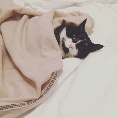 black and white cat under blanket