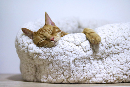 ginger cat asleep in fleecy bed