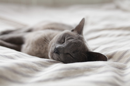 grey cat sleeping on bed