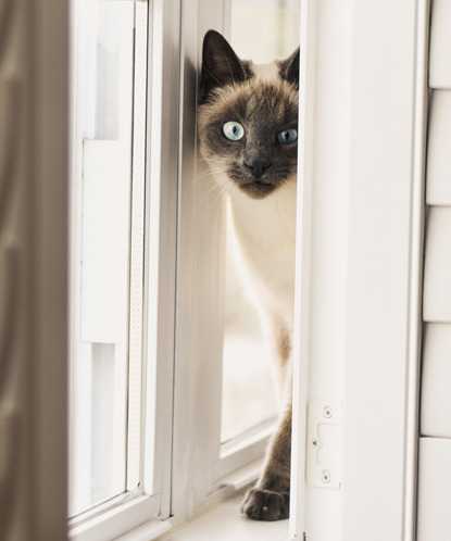 cream and grey cat peeking out through a gap in a window