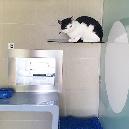 black and white cat sitting on high shelf in Cats Protection pen