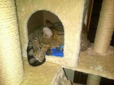 tabby cat sleeping in cat tower bed