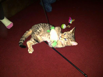 tabby cat playing with fishing rod toys