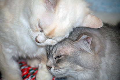 white and grey cats allorubbing their heads together