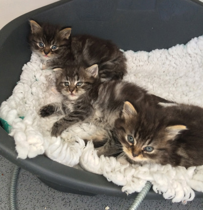 three tabby kittens in cat bed