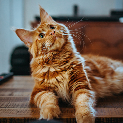 ginger cat curiously looking up