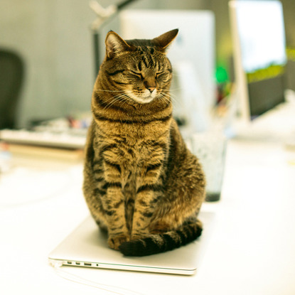 tabby cat sitting on macbook laptop
