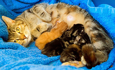 tabby cat with newborn kittens feeding