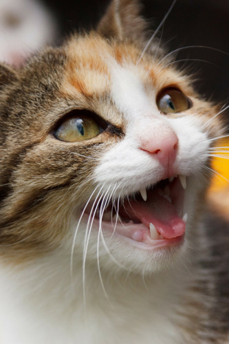 tabby and white cat meowing showing teeth