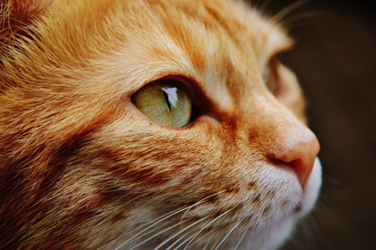 ginger cat face close up