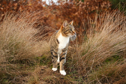 tabby and white cat walking through long grass