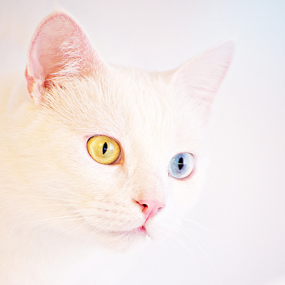 white cat with complete heterochromia causing one yellow iris and one blue iris